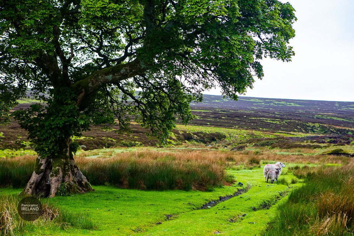 Sheep in the Irish mountains #scenicdrives #photography #ireland panoramicireland.com Green and white