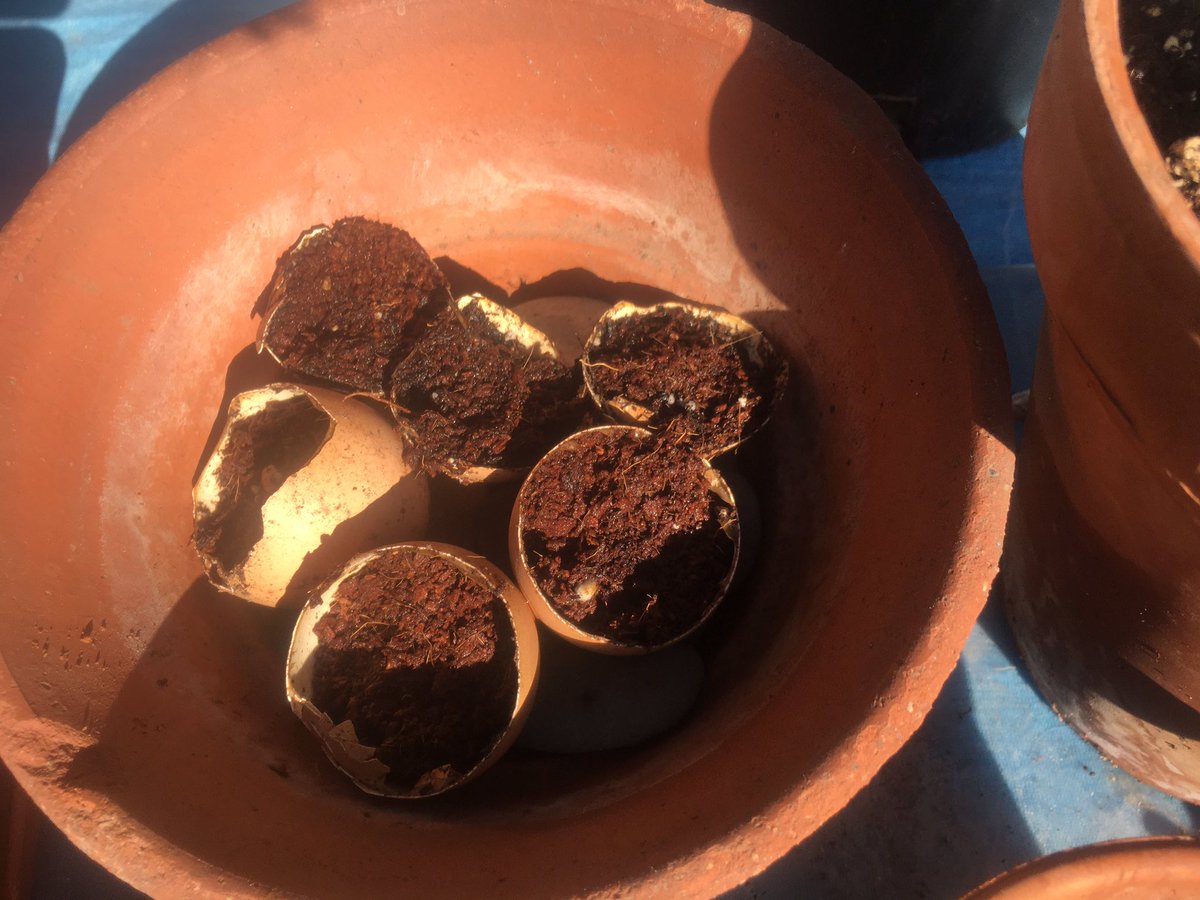 Rinsed out eggshells, drainage holes poked in bottom. Dirt inside, then marigold seeds. Eggshells are good for gardens, they add calcium to the soil. If these marigold start, I’ll crush the eggshells and use them as mulch when I transplant. Marigolds are natural pest repellants.