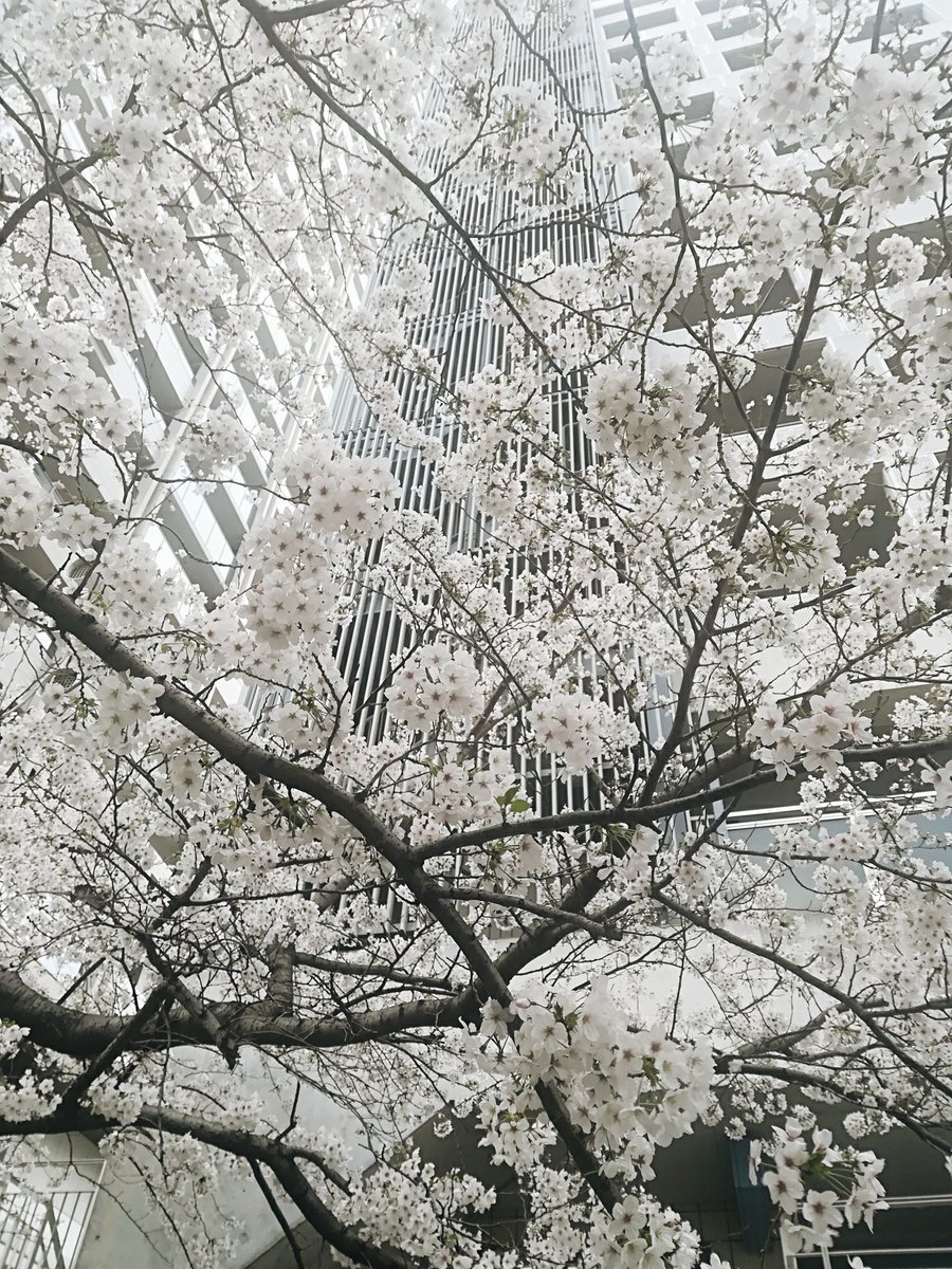 marukitoken's tweet photo. 毎年楽しみにしている桜。ビル陰でも綺麗に咲くんだな。 https://t.co/GRcfKWTluS