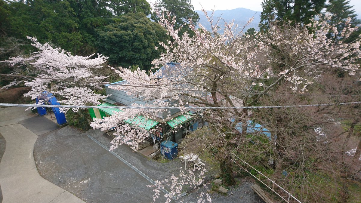 筑波観光鉄道オフィシャル 3月31日の筑波山 9時現在 天気 曇り 気温 宮脇駅8 筑波山頂駅6 ケーブルカー ロープウェイともに通常通り運行しております 一昨日の雪で登山道滑りやすくなっておりますので足元には気をつけて下さい 筑波山 桜