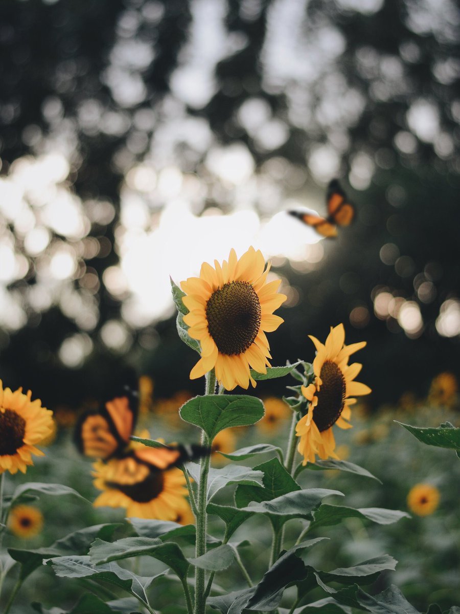 sunflowerlust's tweet image. Sunflowers have a special place in my heart🌻💛