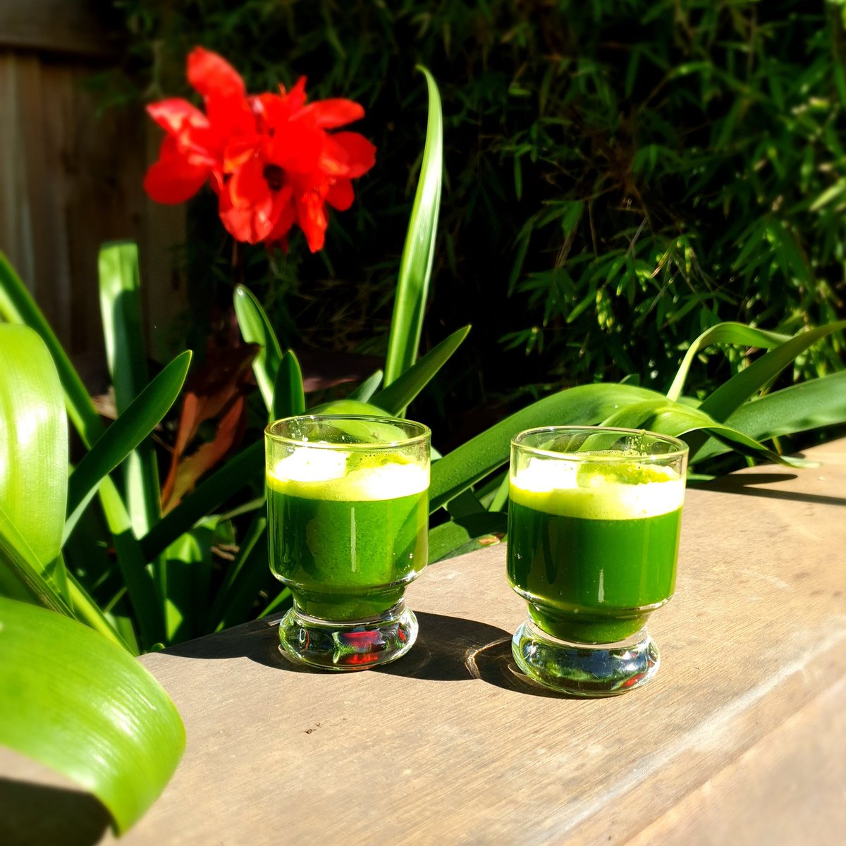 MicrotownSys's tweet photo. Wheatgrass health shot! With a touch of apple and celery. Yum. 
🌱🌱🌱
.
.
#microtownsystems #microgreens #healthandwellness #healthshot https://t.co/tVAt6rfHiP