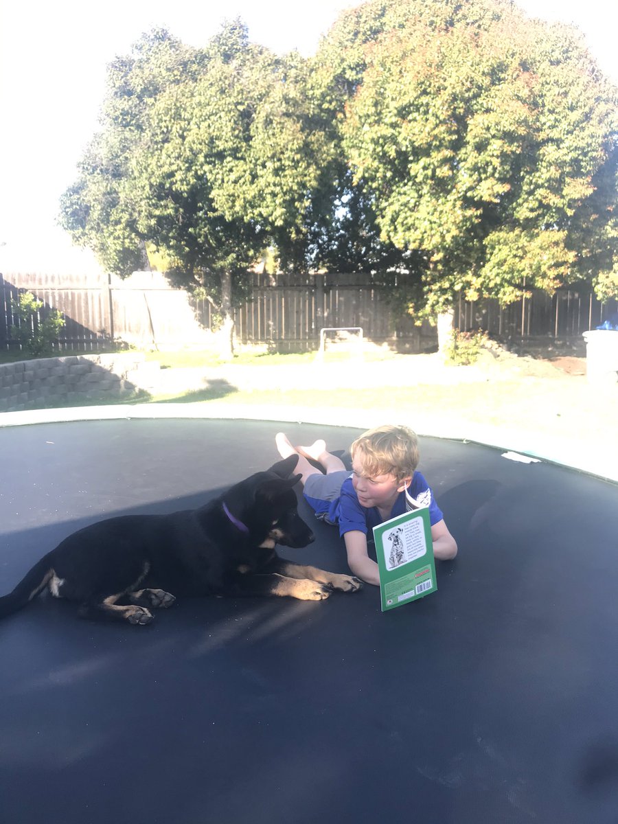 MrsTaylorWHF's tweet photo. It’s a read-to-your-pup-on-the- trampoline kind of day. Participating in @WilliamHFrazie2 spirit week. Where are all the #frazierfam fur balls?? https://t.co/QWjxPeCKq0