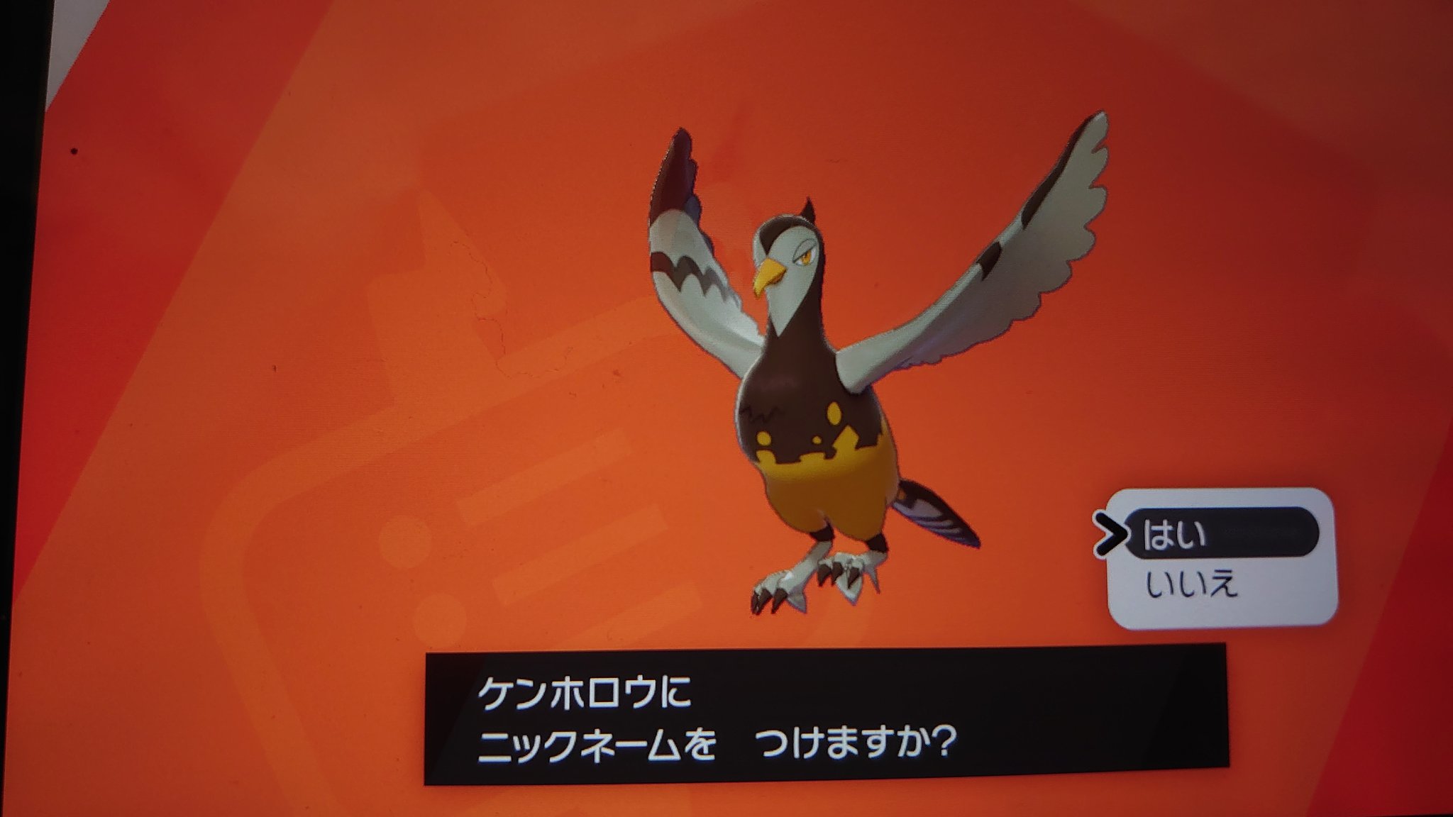 あにゃ ポケモンソードでケンホロウのメスが光ってたっと思ったらまさかの色違い 図鑑全部埋まってないのに ポケモン剣盾色違い T Co Hveohk1txk Twitter