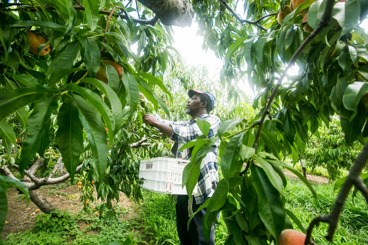 First flight of Jamaican #seasonalworkers confirmed to land at Toronto's Pearson Int'l Airport on Wed April 1! Good news from Ken Forth, chair, FARMS tonight. Grateful to so many to bring those 288 here. More flights to follow in days ahead. @growernews