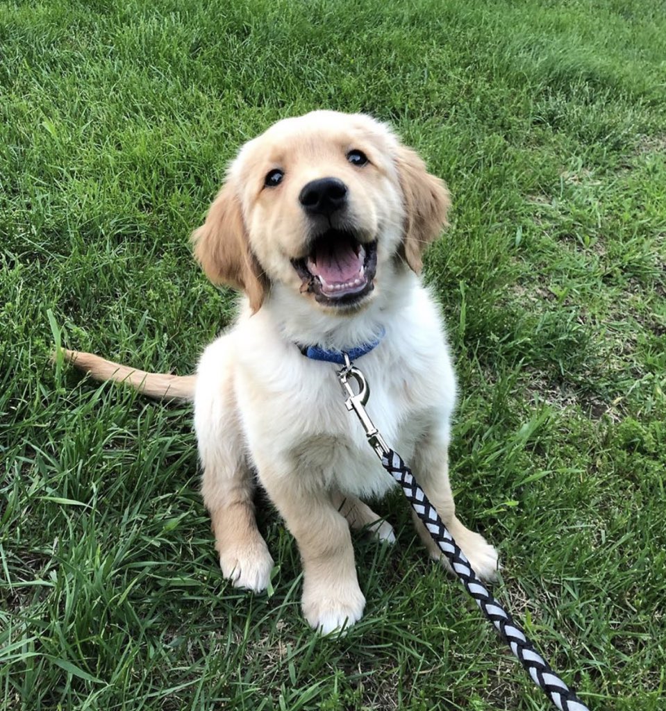 dog_rates's tweet photo. This is Duke. He recently started his own lawn care company. Relies on rufferals so please share. 12/10 accepts pats as payment https://t.co/74q7cq8v5f