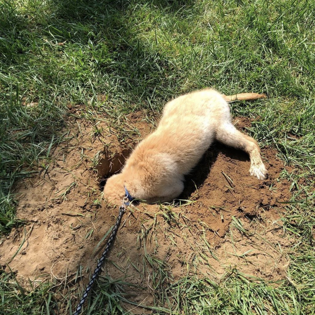 dog_rates's tweet photo. This is Duke. He recently started his own lawn care company. Relies on rufferals so please share. 12/10 accepts pats as payment https://t.co/74q7cq8v5f