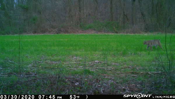 First cat of the year on my camera.  Best turkey hunt of my life involved a bobcat. #WildHunts #WildStories