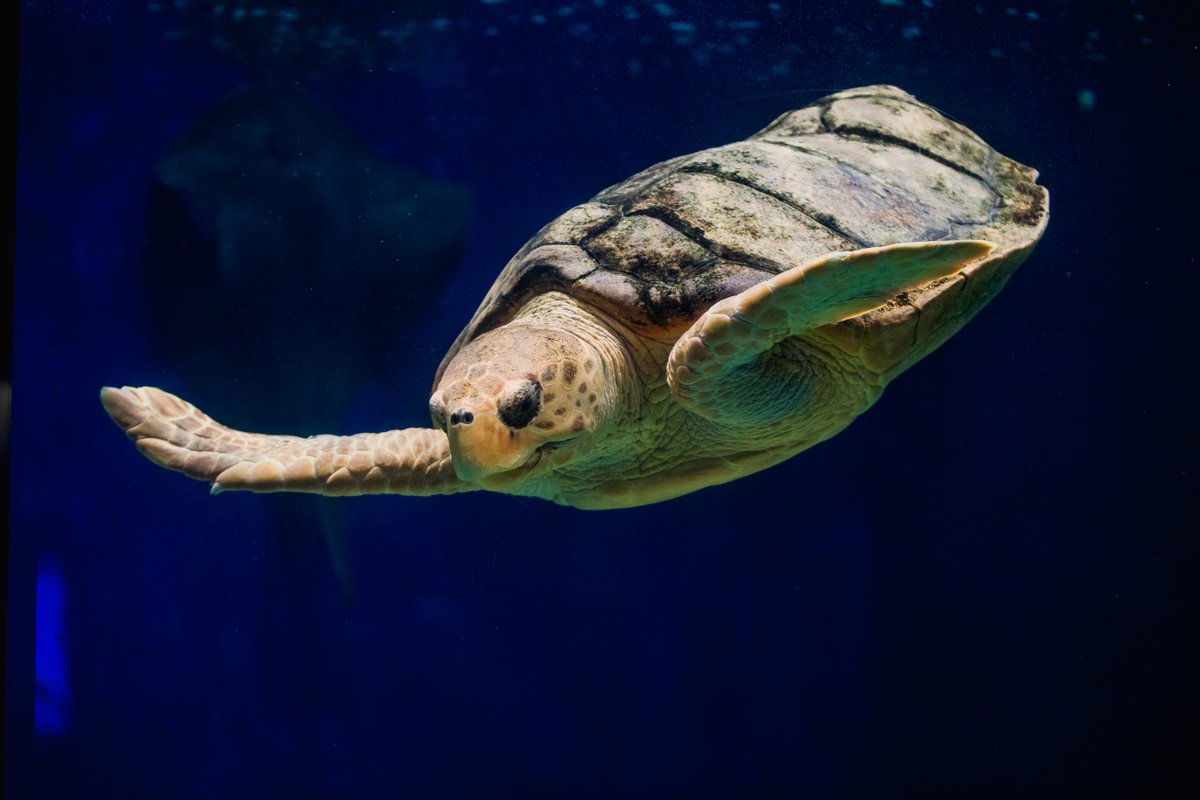 Loggerhead sea turtles are found worldwide in warm oceans.  @Birch_Aquarium has cared for a rescued  #Loggerhead since 2014. The turtle was originally discovered injured near a New Jersey power plant and after rescue was deemed non-releasable. She is now thriving!  #CreatureFeature