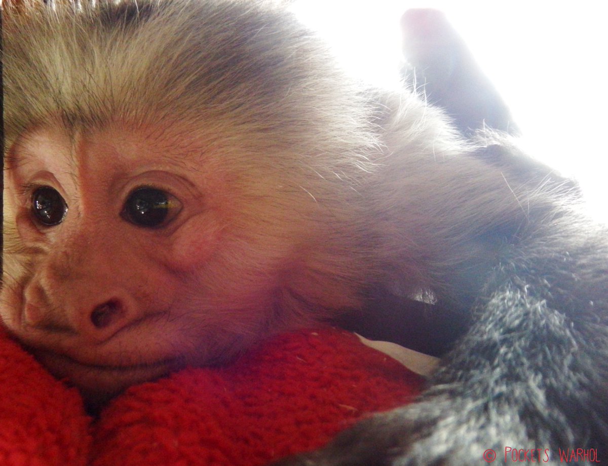PocketsWarhol's tweet photo. Iβm mastering the art of doing nothing @JaneFallon @rickygervais @DrBirute @EstherThePig @WeatherDog3 @cbcdocs #PortraitofPockets https://t.co/kzGQ5I8htL