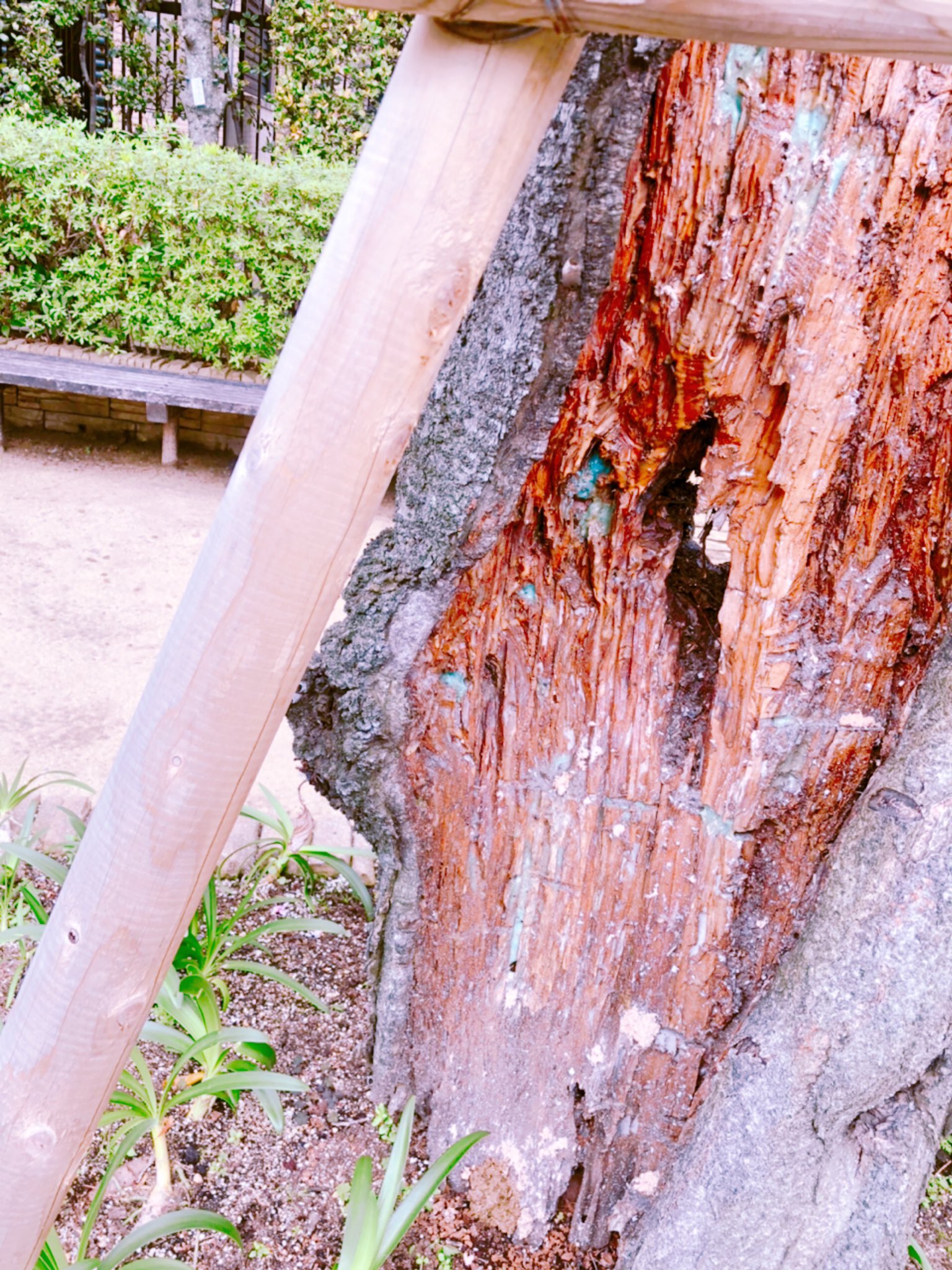 たもさん まんがかき この桜の木 去年病気で幹をごっそり削られて皮だけになったのに 今年ちゃんと咲いたよ えらいね T Co Crv1pbjn0g Twitter