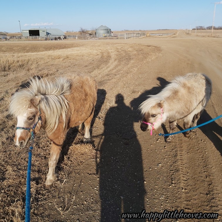 HoovesHappy's tweet photo. Bella Bean and Pokie enjoying a walk today. #happylittlehooves #belletheminihorse #silverbelle #pokerthepony #ponyhour #minihorses #horses #ponies #minihorse #walking #timeforexercise https://t.co/p2DQyDp6hD