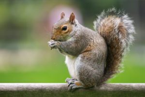 owenschimney's tweet photo. What Animals Can Get Into My Chimney? https://t.co/ZHnQLwEQW8 https://t.co/0x9Y2tulkI