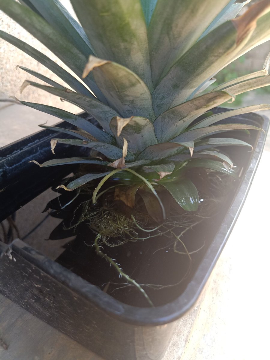 avocado seed is now open and got a tiny little root (i accidentally put it upside down lol i just corrected it yesterday). my fucking pineapple really needs to get potted na look at those ROOTS