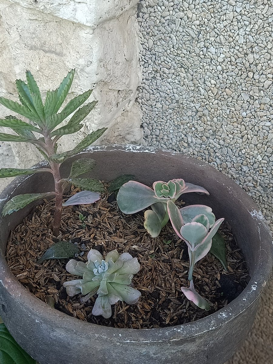 these litol ones also doing okay.the even more litol ones (2nd and 3rd pic) are gonna take over this pot soon... this is what happens when you put an invasive specie in the fuckin pot
