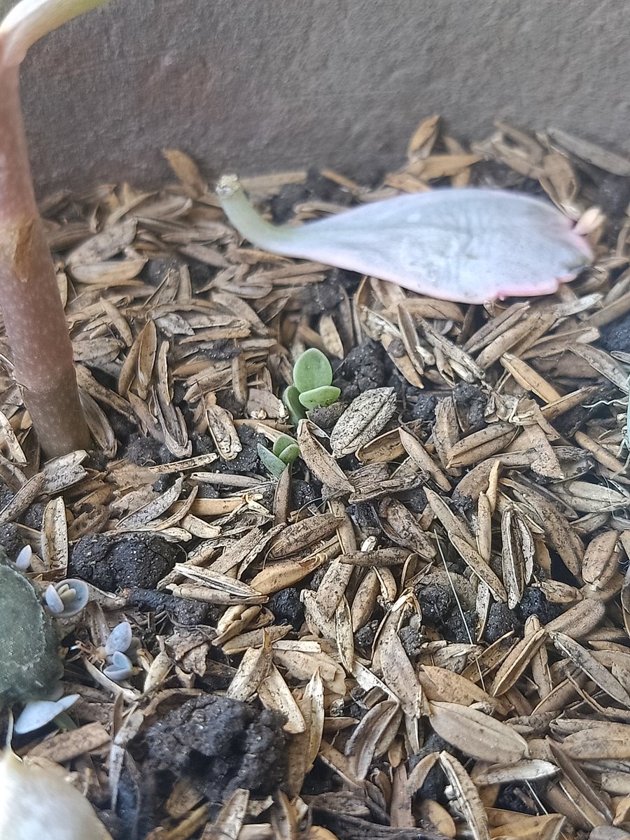 these litol ones also doing okay.the even more litol ones (2nd and 3rd pic) are gonna take over this pot soon... this is what happens when you put an invasive specie in the fuckin pot