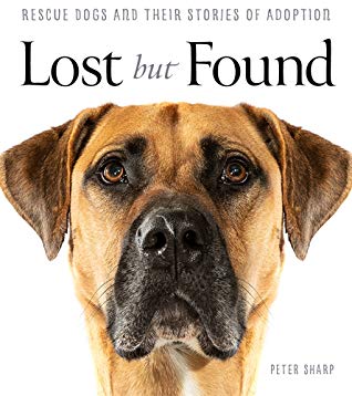 SydneyEditor1's tweet photo. All royalties from Lost But Found go to the Sydney Dogs and Cats Home. Go buy it: https://t.co/2iyNPe1aeY #adoptnotshop #pets #rescuedogs #sdchadopt #adopt https://t.co/BNMLb3mToD