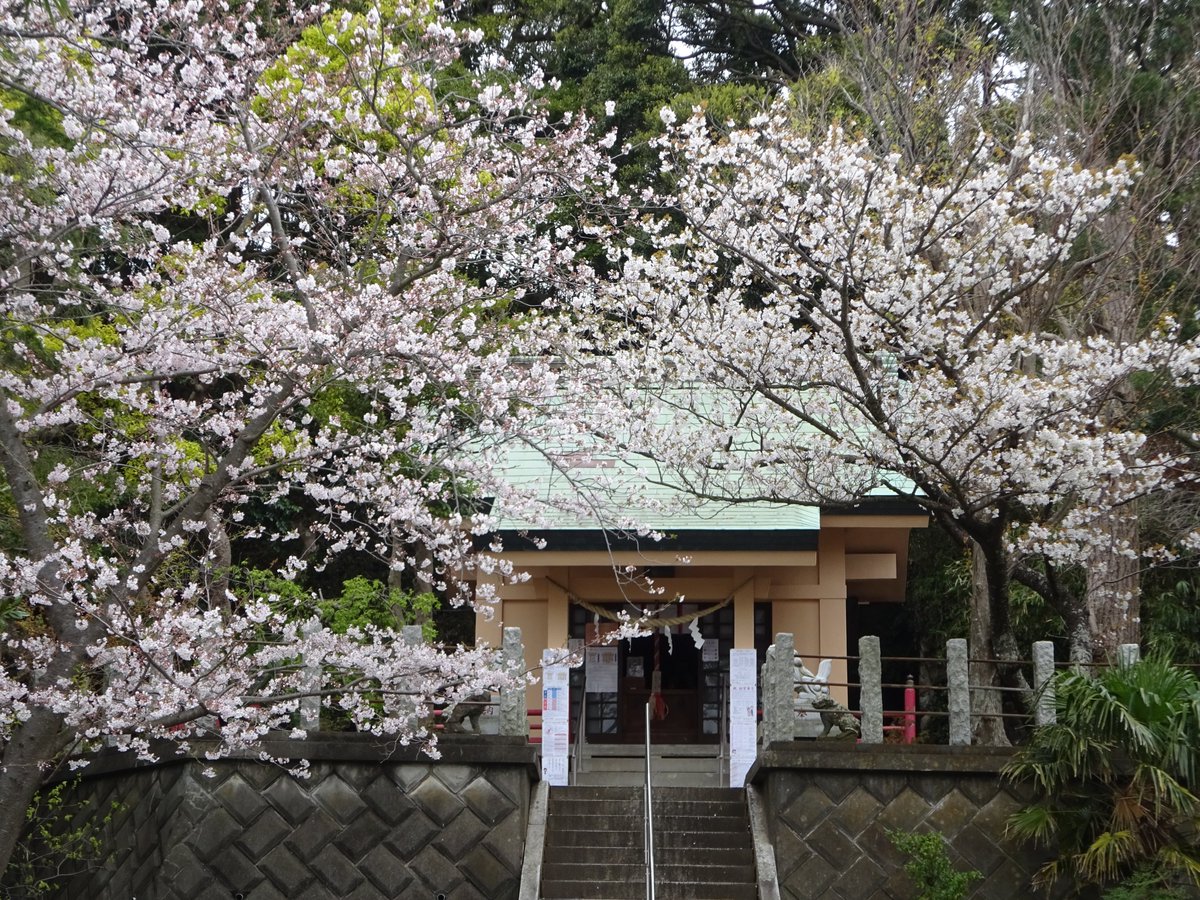 公式 相州三浦 白山神社 V Twitter 白山神社の桜も八分咲きくらいでしょうか 今週中には満開となりそうです 桜 さくら 白山神社 神社 満開 八分咲き 三浦市 三浦海岸