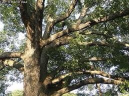 Ever wonder how to say Oak tree in Ojibwe?

Mitigomizh - Oak tree 

Mi-ti-go-mizh

Nda waabmaa gchi mitigomizh mtigwaakiing - I see a big oak tree in the forest

#MowinMondays #LanguageLesson #IndigenousLanguags #ProudToShare #IndigenousGBBR