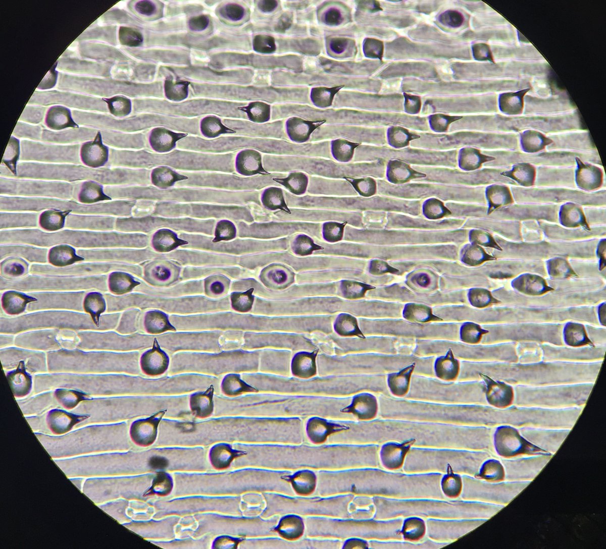 Casey Hall (@thehungrybug) on Twitter photo Feeling sympathy for the caterpillars 🐛
Counting silicified prickle cells from leaf epidermal peels #Homelab #WFH #siliceousplants #plantdefence
<a href="/rvandegeer/">Rebecca Vandegeer</a> <a href="/ScottJohnsonLab/">Professor Scott Johnson</a> Feeling sympathy for the caterpillars 🐛
Counting silicified prickle cells from leaf epidermal peels #Homelab #WFH #siliceousplants #plantdefence
<a href="/rvandegeer/">Rebecca Vandegeer</a> <a href="/ScottJohnsonLab/">Professor Scott Johnson</a>