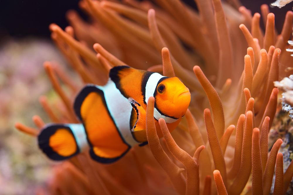 AquariumTalks tweet picture