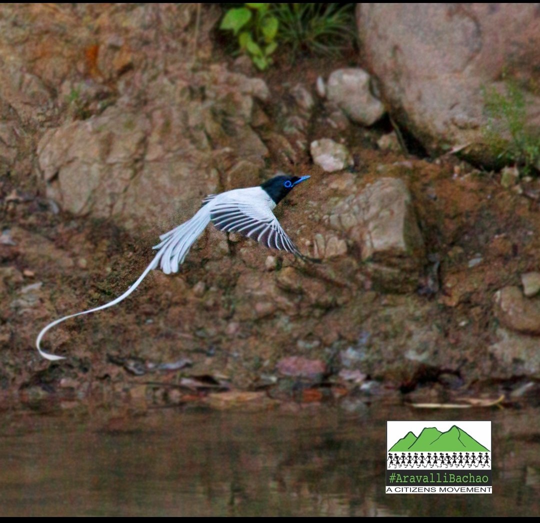 Aravallis,oldest mountain range of India has rich ecosystem of hills, forests,fauna,natural aquifers. It is now Most Degraded Forest Range. This is how we harm nature n still expect it to be caring n polite #COVID #ProtectAravallis #SaveIndianForests <a href="/ParveenKaswan/">Parveen Kaswan, IFS</a> <a href="/TOIGurgaon/">TOI Gurgaon</a>