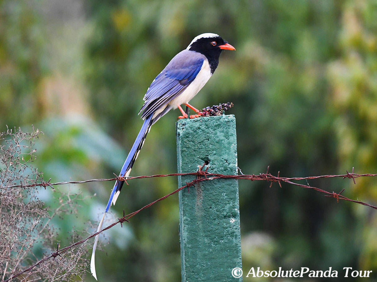 Red-billed Blue Magpie is a beautiful bird which is commonly seen during our tours across the country. This Photo was taken in Sichuan, southwestern China.
#birding #china #natureinChina  #chinainsider #ecotourism #travelwithus  #Chinawildlife #safari #Red_billed_Blue_Magpie