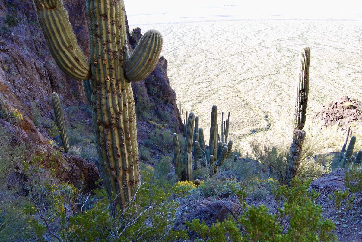 Em_Davis24's tweet photo. I am not a professional photographer but damn do I love a good cactus https://t.co/8L8MdWmy1u