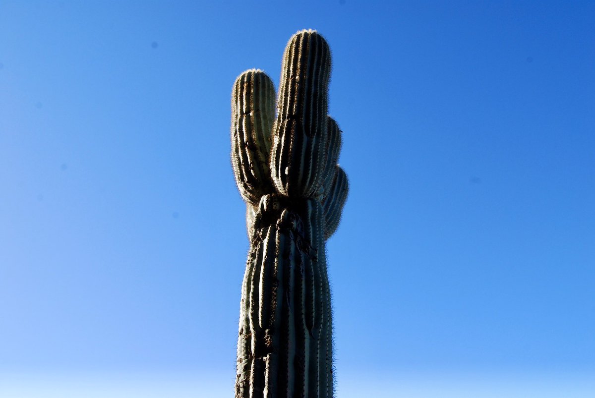 Em_Davis24's tweet photo. I am not a professional photographer but damn do I love a good cactus https://t.co/8L8MdWmy1u