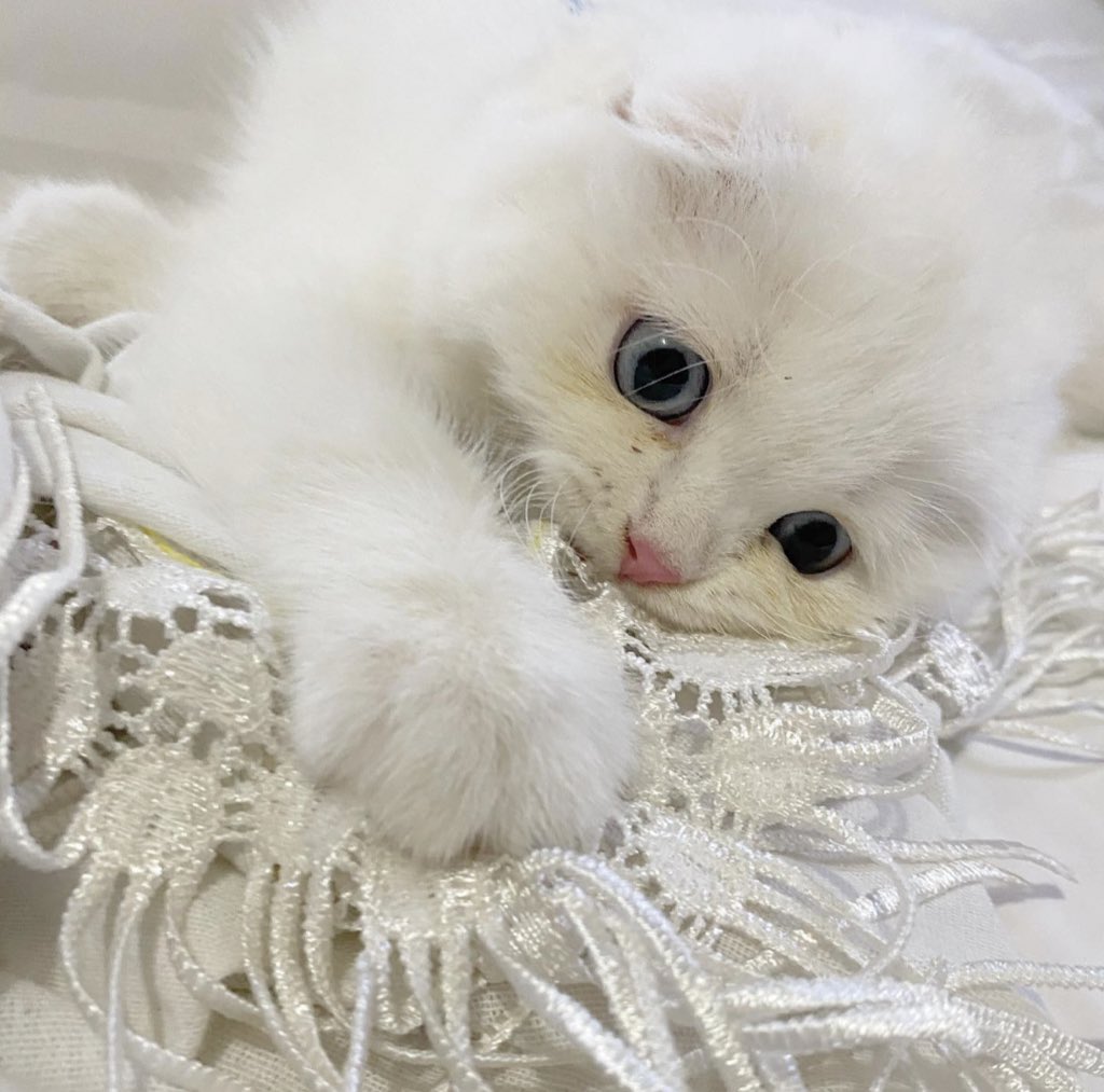 awwwfluffy's tweet photo. นิ่ว https://t.co/RbFzh0LRkL