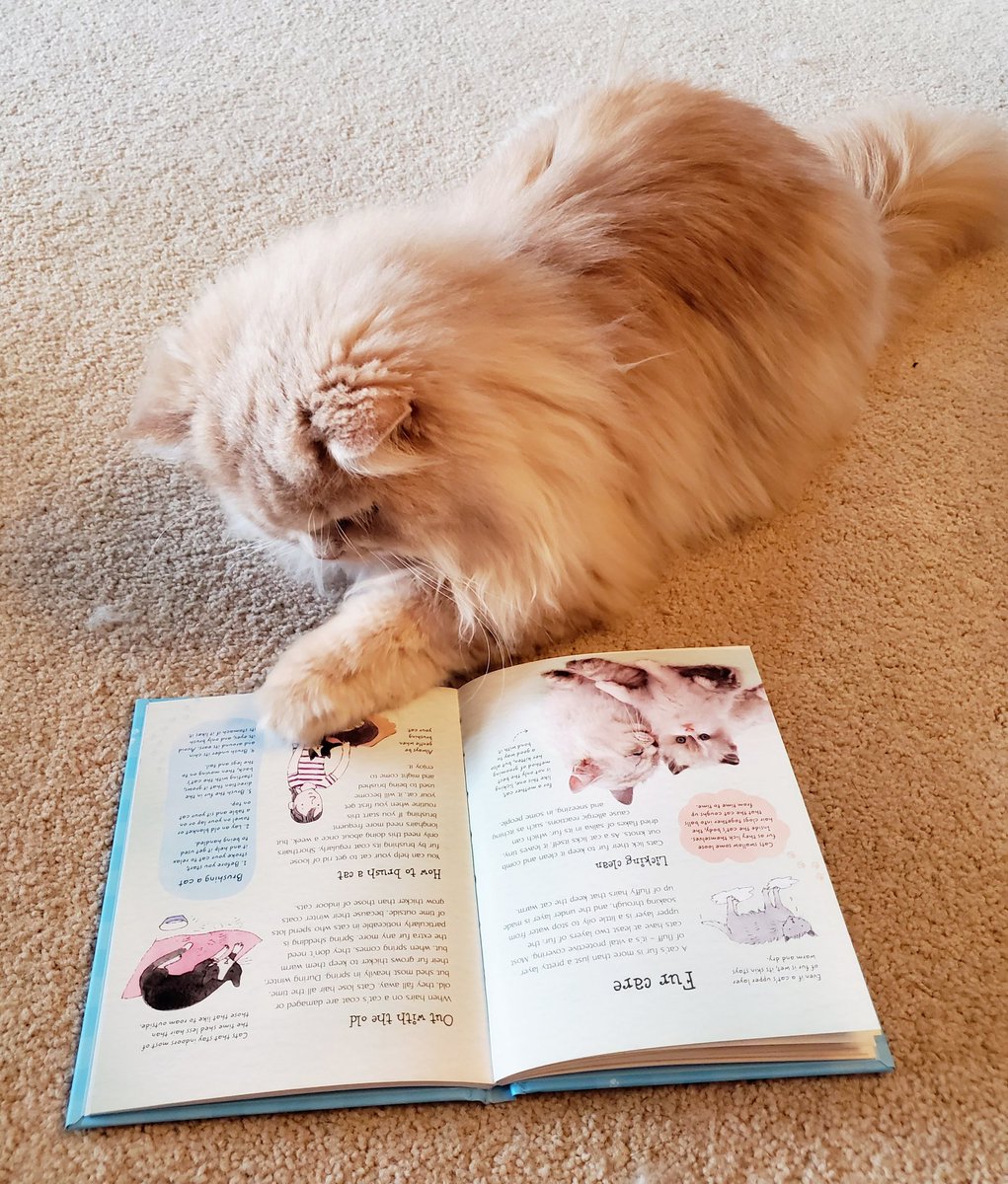 Bobel_73's tweet photo. Richie is reading all about fur care. He has difficulty grooming because his fur is so thick and long. He is learning a lot! 
#outreadrowdy #rowdyreads @Theremarkabler2 https://t.co/caRar1CTmw
