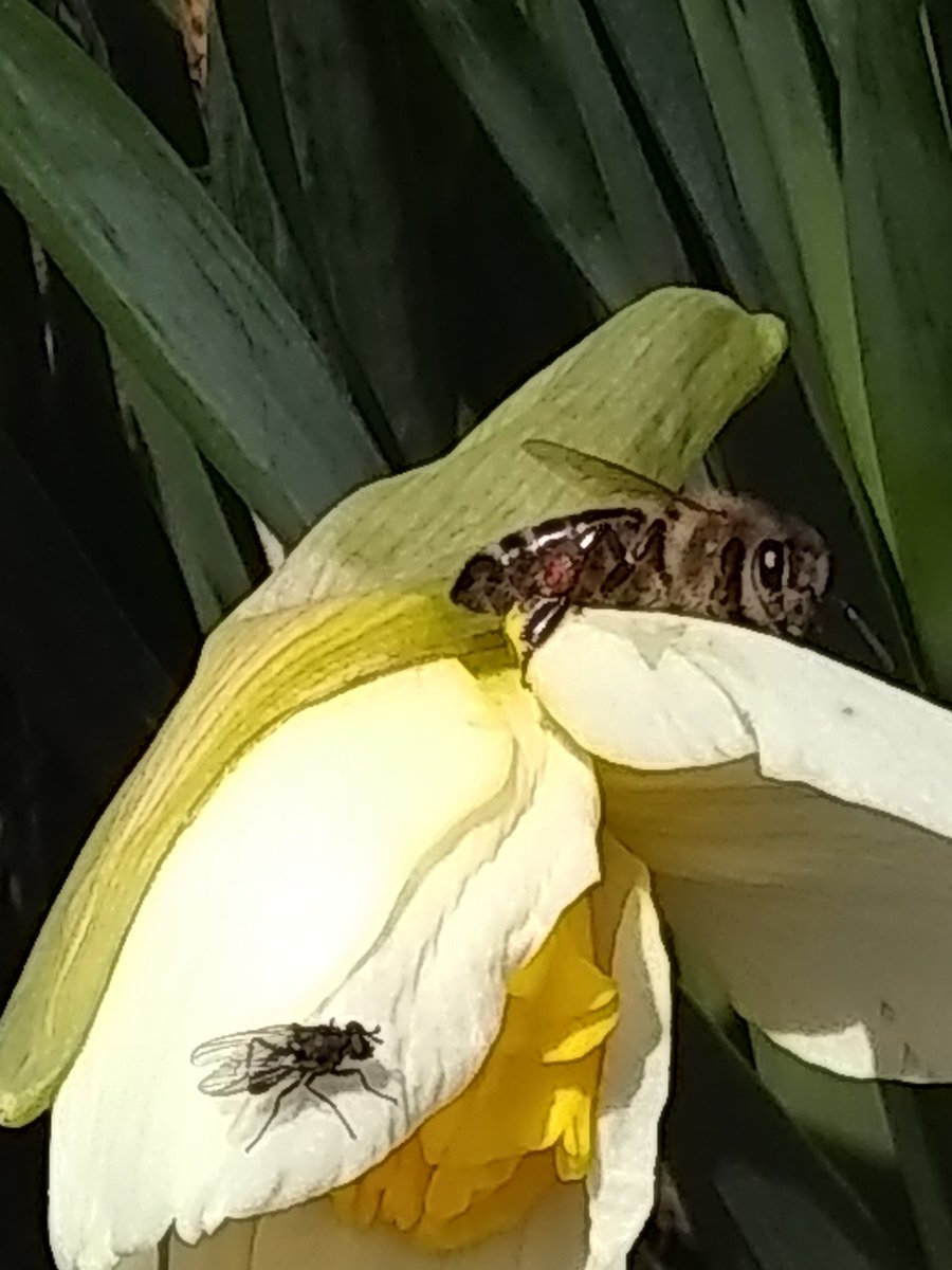TerriJermain's tweet photo. I cleaned out a flower bed today so my daffodils could be seen. I was joined by this honeybee and a fly on the same bloom! #honeybees #flowers #spring #sunshine https://t.co/0biTyt6UTS