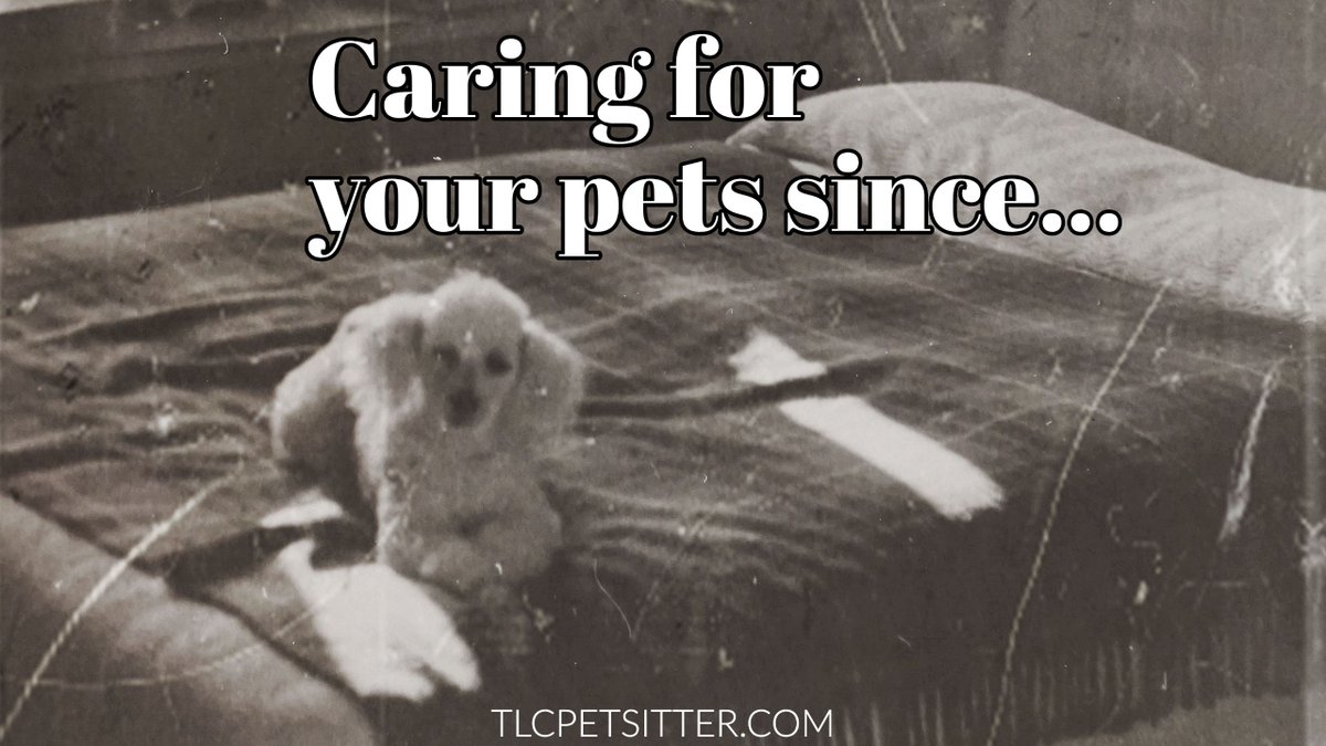 TLCpetsitter's tweet photo. ... well, not quite that long, but for more than 20 years.  Thank you for supporting us since... way back when!

#petlovers #azsmallbusiness #welovepets #petsitterlife #backintheday #dogmom #petparent #petcare #doglovers #grandmasdog #dogsofaz #dogsofarizona #backintheday https://t.co/Kr5rdQaPzi