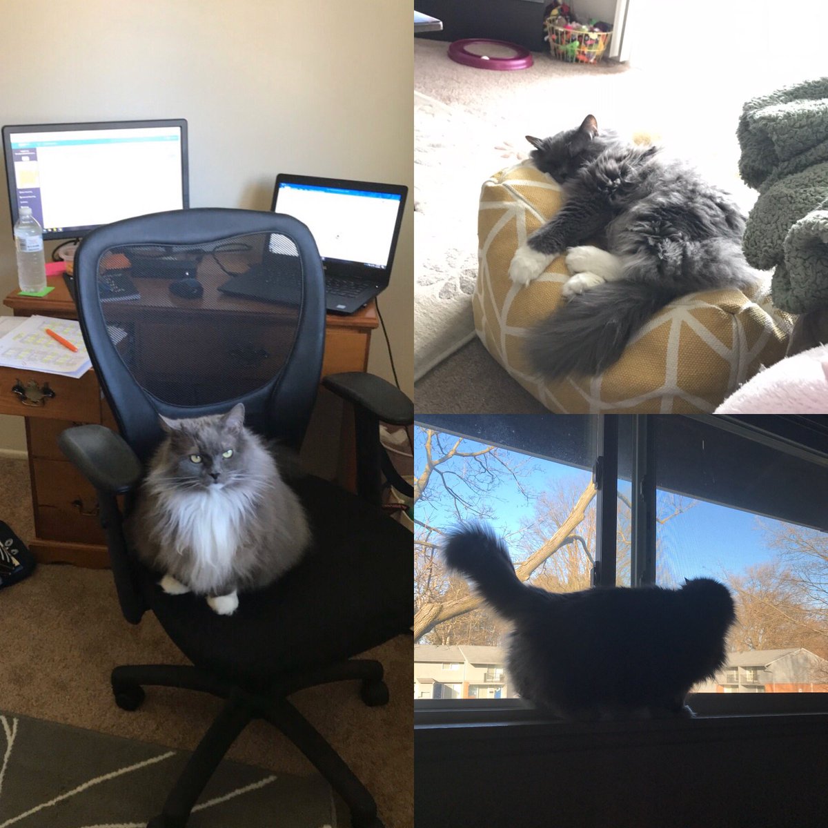 GoCHAthletics's tweet photo. #CHVirtualSpiritWeek A day in the life of my new assistant. https://t.co/BDYq5Skww0