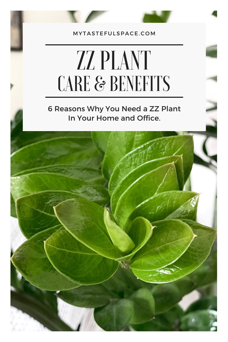 Everything you need to know about the ZZ plant. #zzplant #houseplants #indoorplants #plants #bestindoorplants #lowlightplants #lowmaintenanceplants #easyindoorplants #lowwaterplants #indoorplantslowlight