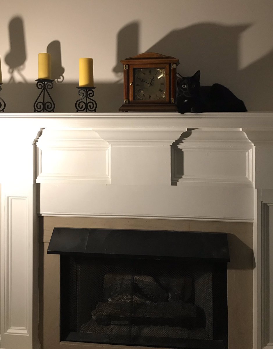 AScarborough23's tweet photo. “I know, I know, I shouldn’t be up here. But you know how I like finding new places to sit. And here, I see everything!” ~Loki the mischievous kitten #lifewithloki #CatsOfTwitter #author https://t.co/MsKNwFXr5O