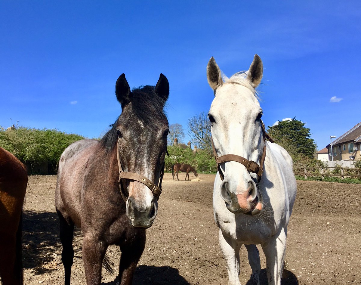 JohnWathenBerry's tweet photo. A beautiful, very warm spring day in Newmarket #HopeIsHigh #TheSimpleTruth @Roy__Rocket https://t.co/FyP87ncc2E