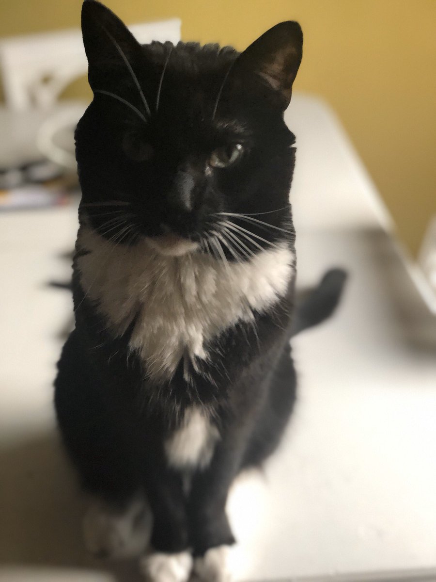 ZeekTheCat's tweet image. 