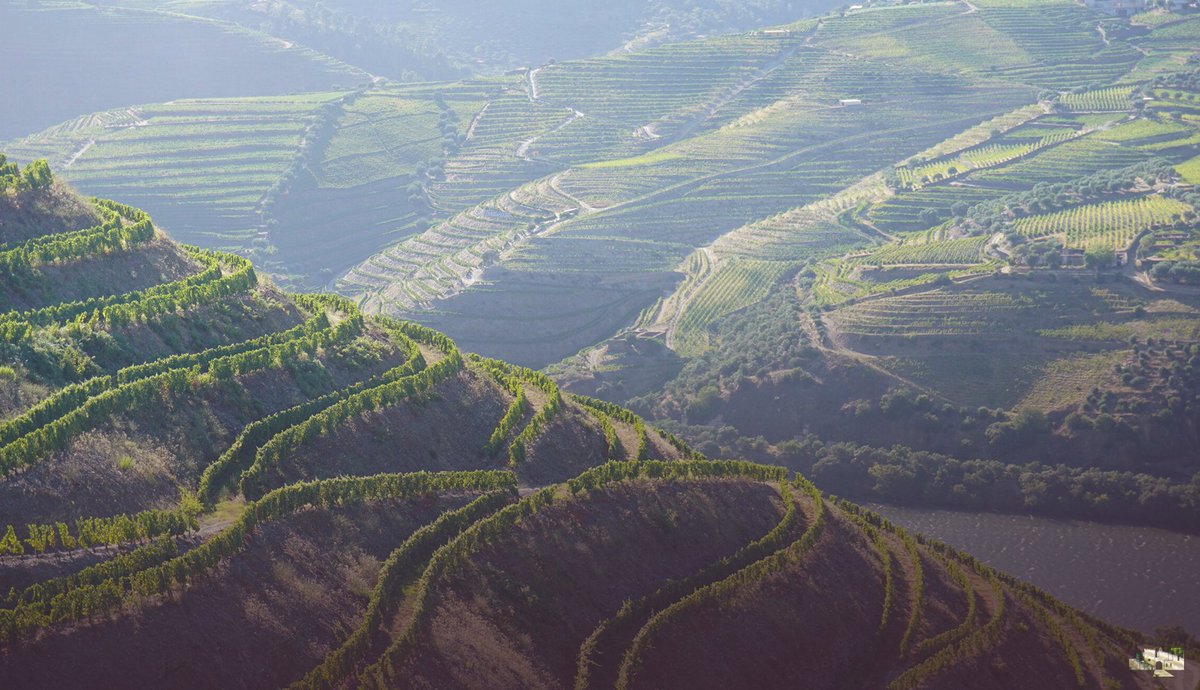 PousadasPRT's tweet photo. As travel restrictions remain in place, we thought we’d present some of our favourite spots in the country to inspire future visits!

Our latest feature is #Douro Valley, a place so magical people of all ages will find it an incredible region to be in…

https://t.co/64IHK0zz1A https://t.co/eNGKNaIcZg