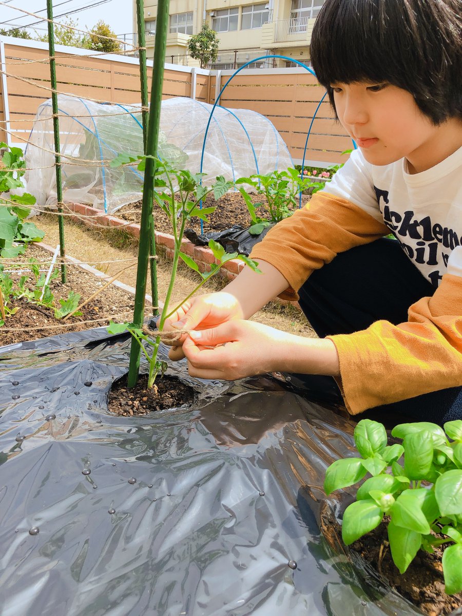 みなとのごちそう野菜 今日は中玉トマトの フルティカ ミニトマトの アイコ を定植しました アイコは病気に強くて 果実の割れも少ないので 家庭菜園に向いています コンパニオンプランツに バジル を