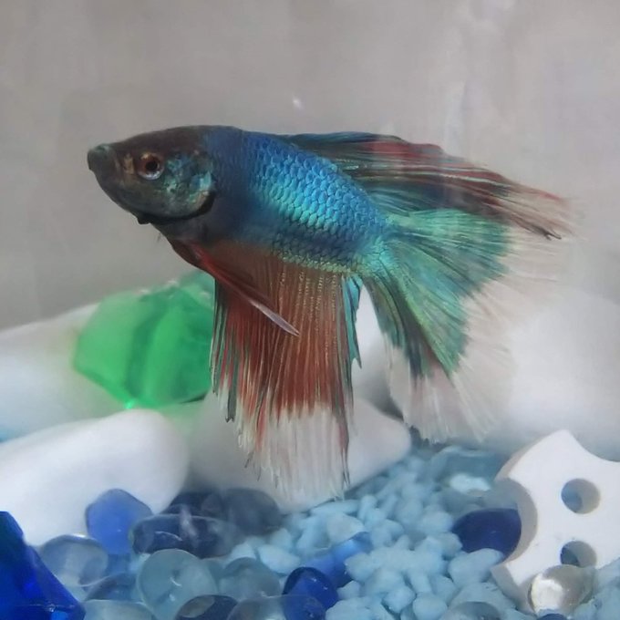 コショウ病のtwitterイラスト検索結果