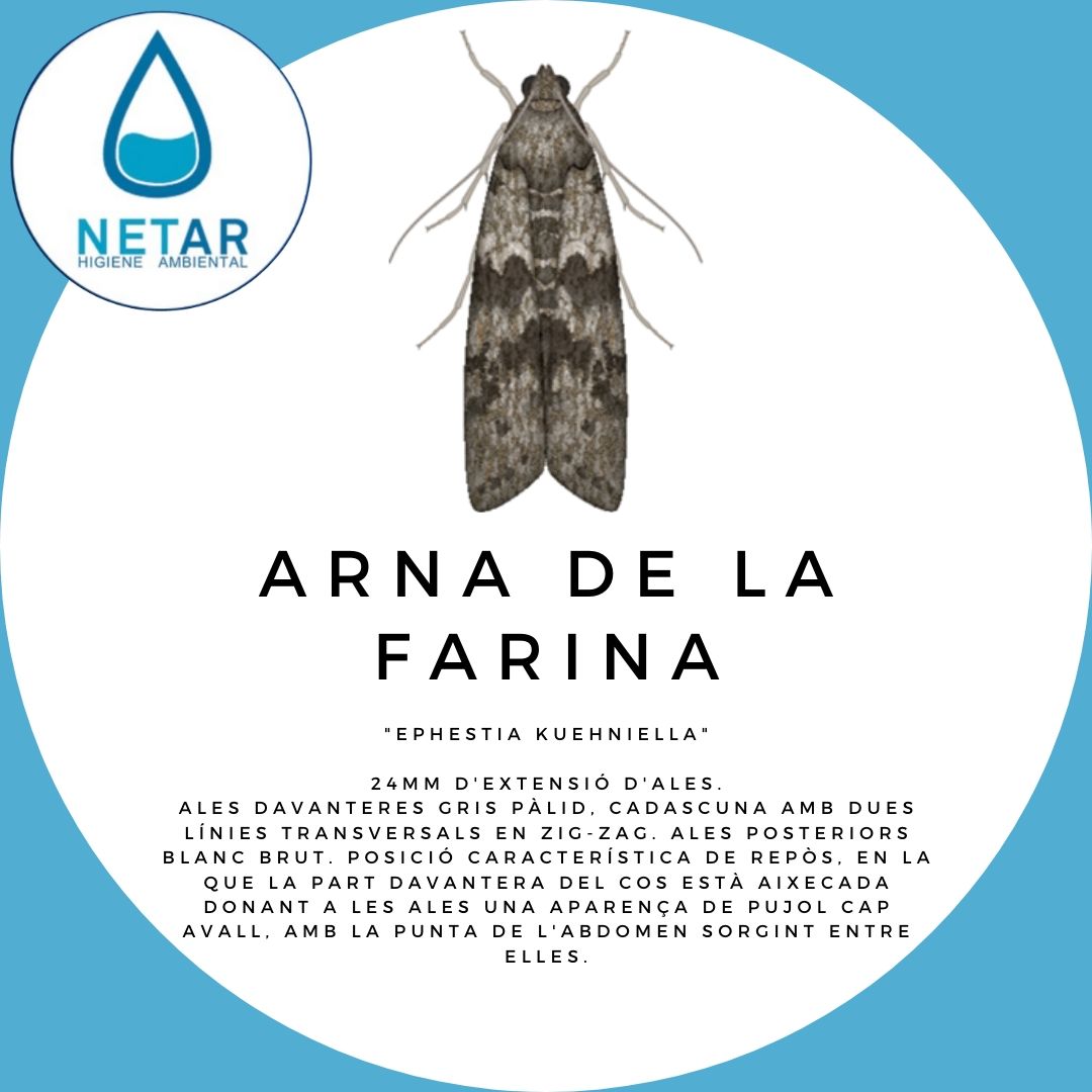 HigieneNetar's tweet photo. ℹ️ Exemple de #plaga present en obradors i magatzems de #farina.
•
#Netar #NetarHigieneAmbiental #HigieneAmbiental #serveis #control #plagues #arna #palomilla #farina #harina #salutambiental #appcc #digital #taradell #vic #osona #catalunya #work #instagood https://t.co/iLgKe0d84T
