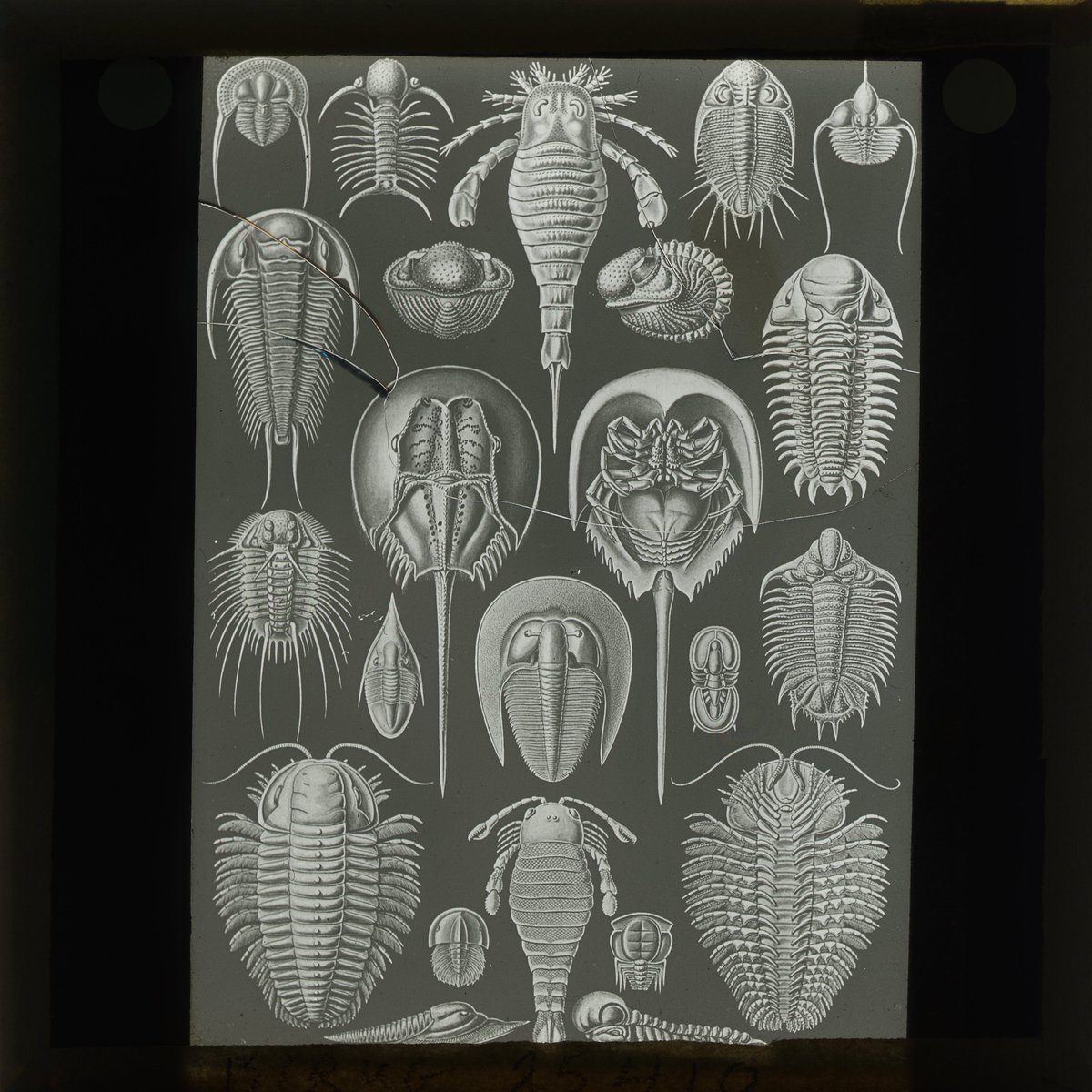 lapworthmuseum's tweet photo. Our Lapworth Archive is full of treasures such as this image from our #MagicLanternSlide collections which shows illustrations of various arthropods including trilobites, eurypterids and a horseshoe crab!
#TrilobiteTuesday #LapworthRocks #Palaeontology
@unibirmingham @HOGGroup https://t.co/KBFo3NfYCS