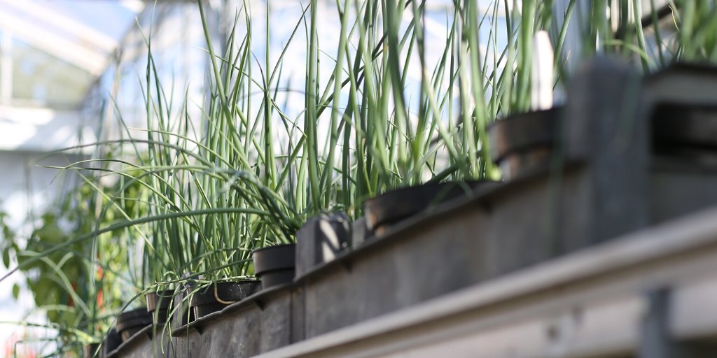 CnSeeds's tweet photo. There are many species in the Onion family (Amaryllidaceae), salad onions, chives, garlic - all excellent for providing flavour to almost any cooked dish. What's your favourite?

#cnseeds #vegetableseeds #saladonion #springonions #chives #futurefood #garlic #addflavour https://t.co/QLhIA4ZVef