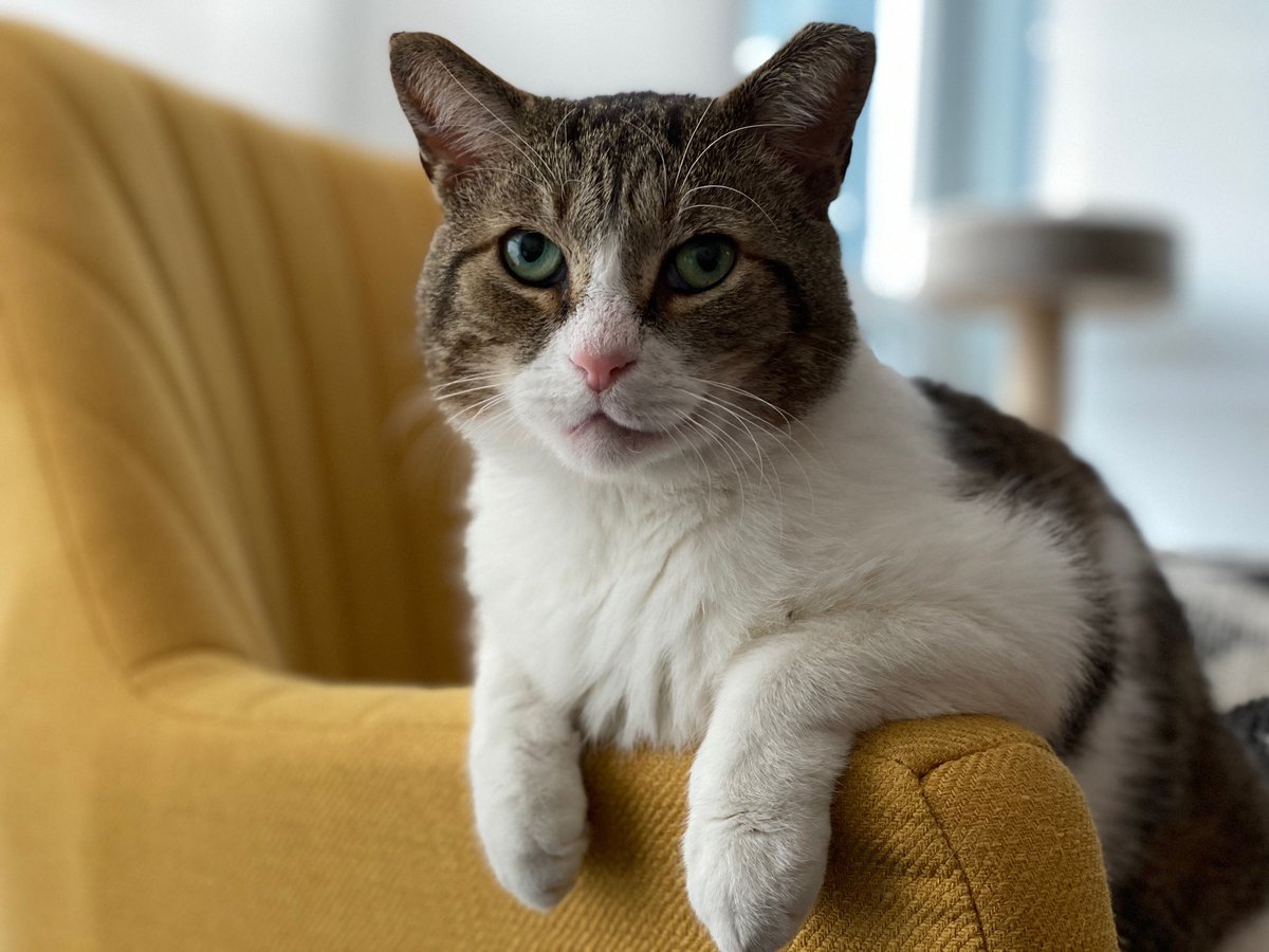 n_vanheer's tweet photo. Day 1/7 of #mylifeinpictures goes out to this little guy who makes the days cooped up at home so much better.  Adopting Walker was the best thing we ever did. I challenge @tierasts to post a 📸 a day. https://t.co/Ok2OGvo8jH