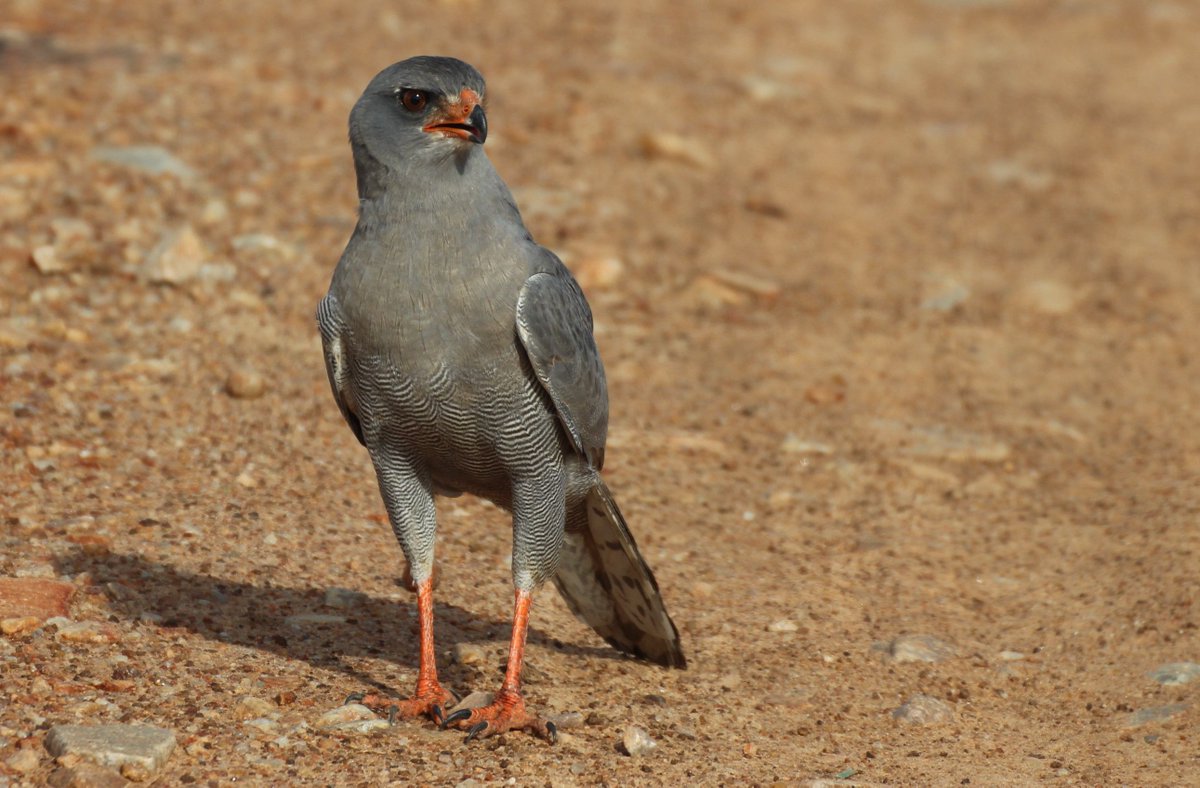 A stunning Dark-chanting Goshawk image taken by <a href="/lemeinpar/">Lemein Par</a> in the eastern section of the MMNR. This species is widespread at low densities in the greater Mara ecosystem. #mararaptorproject #darkchantinggoshawk #birdsofinstagram #goshawks