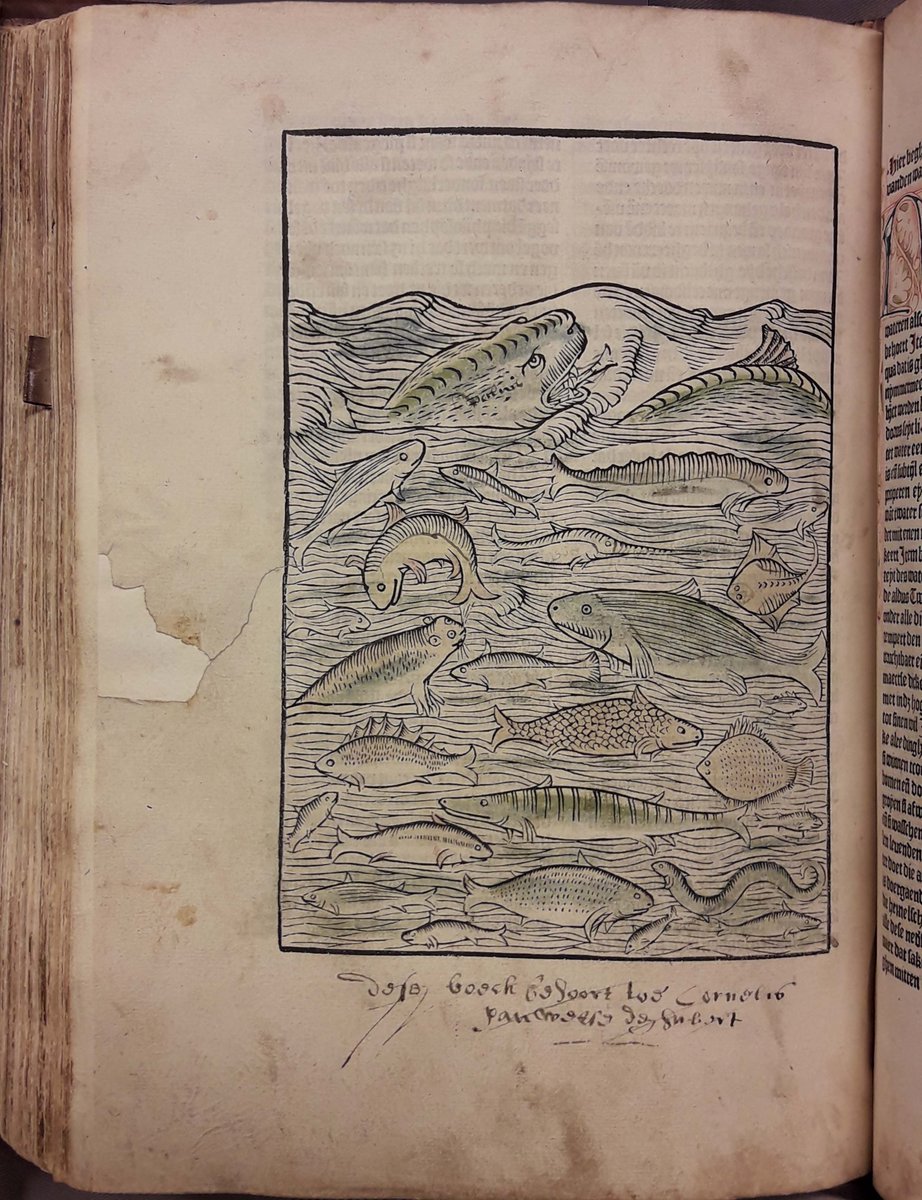 Marieke1954's tweet photo. The @KB_Nederland holds 3 copies of the Dutch edition of the medieval encyclopedia of #Bartholomeus #Anglicus (Haarlem, Jacob #Bellaert, 1485). This copy was owned by Cornelis van Weese(?), the Enschedé family & Adriaan Bogaers before entering the KB.
MEI: https://t.co/RbGSjxebE1 https://t.co/urikvWExEH