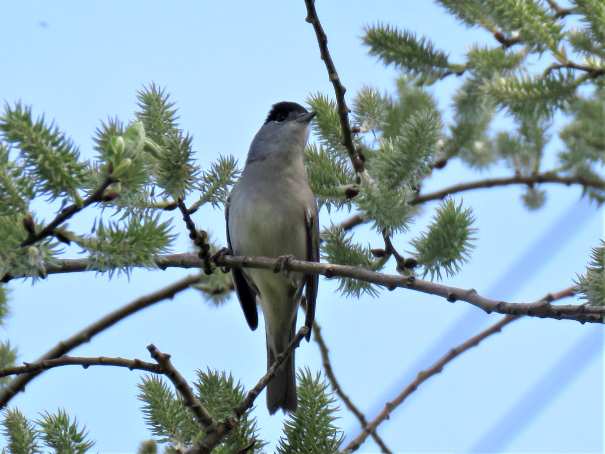 #Park Positive@leevalleypark,  some photo's from my walk round the Marshes this morning. Happy to see my first black cap.