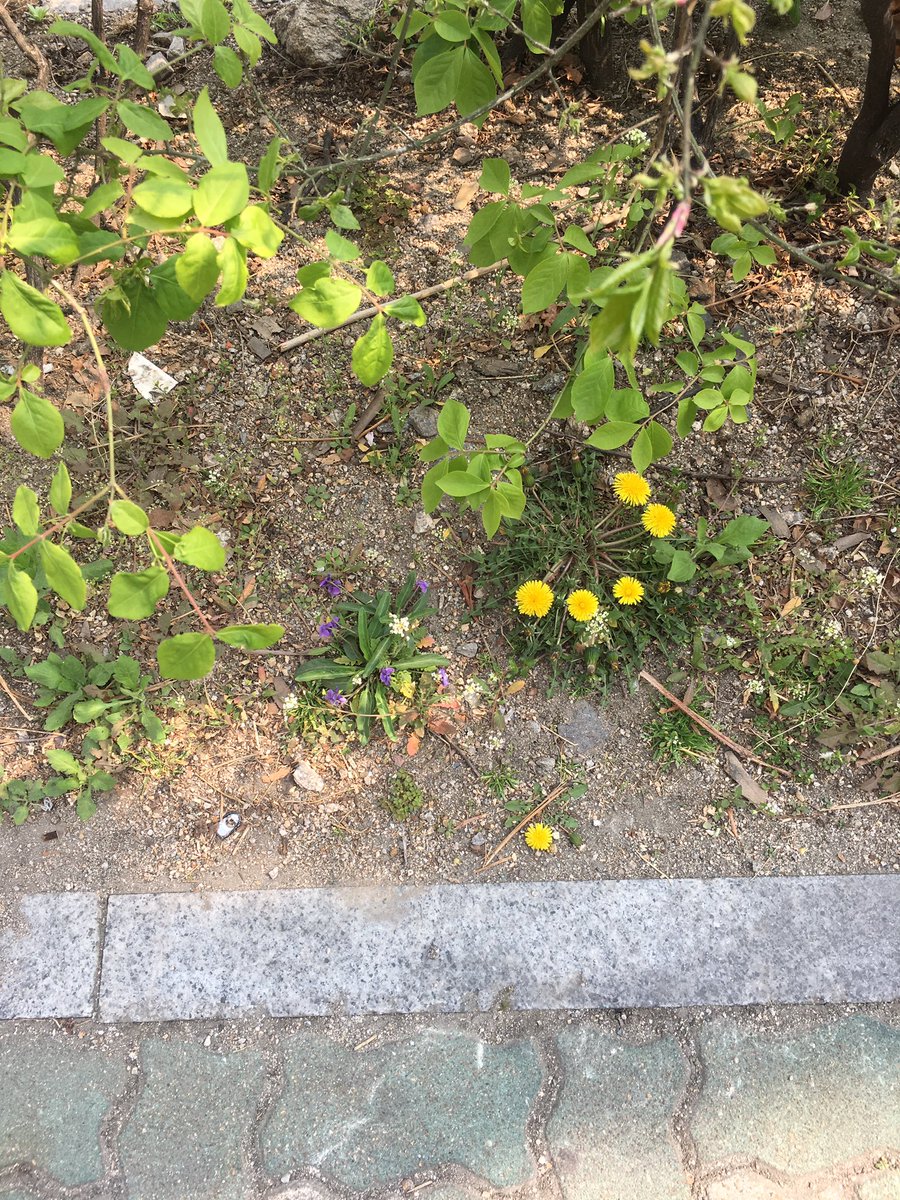 lake_views_'s tweet photo. 오늘 찍은 식물들 https://t.co/n7Zyb8pX7k