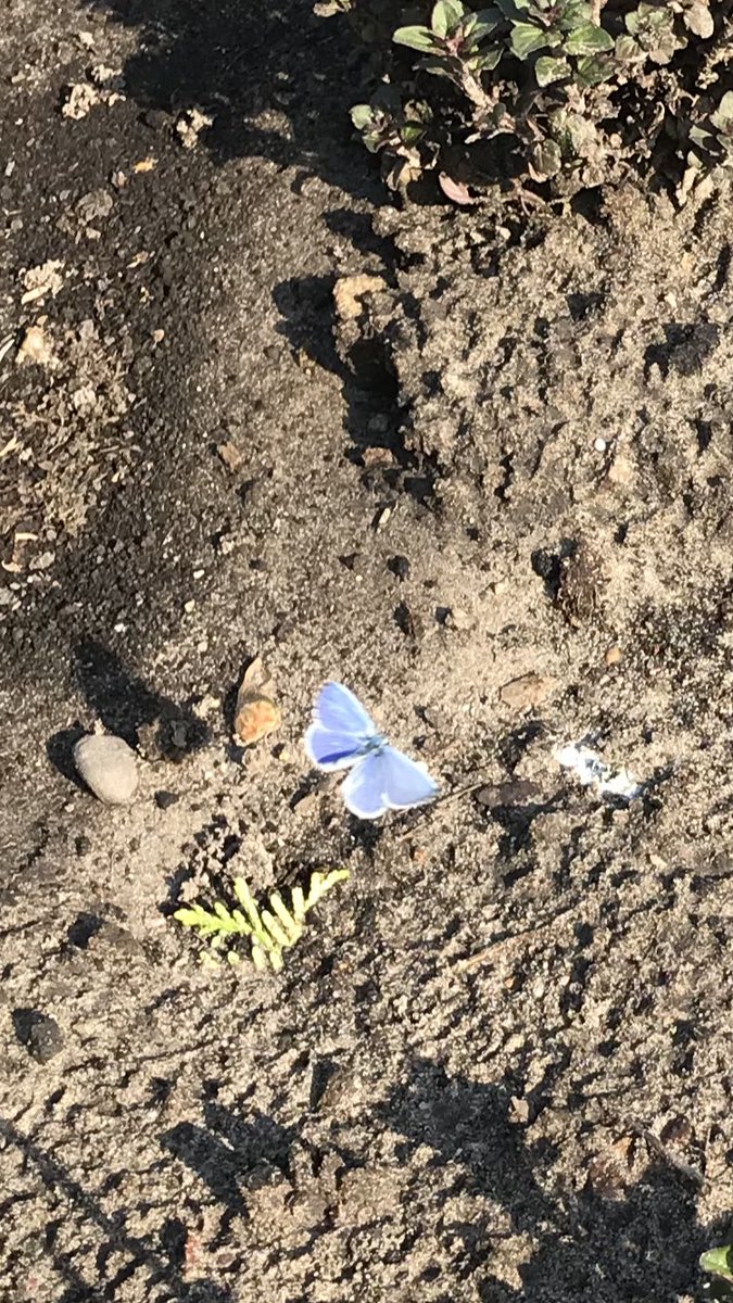 Blauwe vlinder in de tuin, hoe mooi is deze! <a href="/NatuurenMilieu/">Natuur & Milieu</a> <a href="/IVNNederland/">IVN Natuureducatie</a>